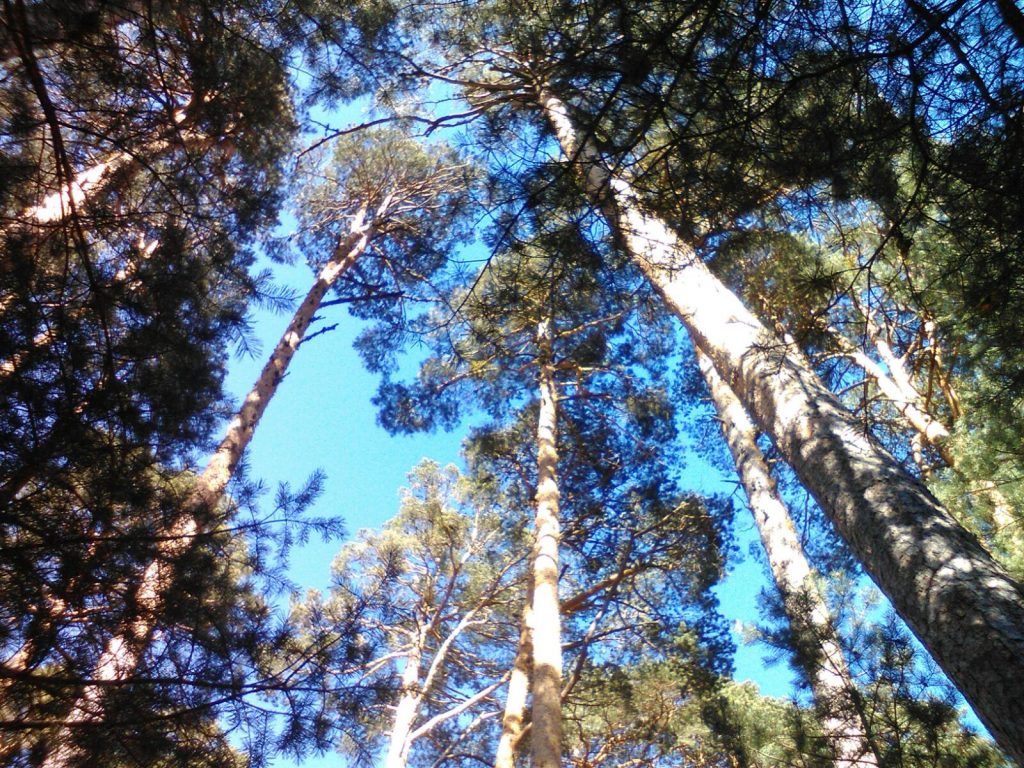 rutas-guiadas-por-Madrid-planes