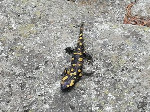 Tour-paseo-guiado-ruta-porMadrid